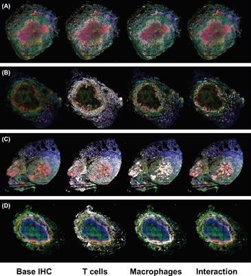 Spatial Organization and Recruitment of Non-Specific T Cells May Limit T Cell-Macrophage Interactions Within Mycobacterium tuberculosis Granulomas